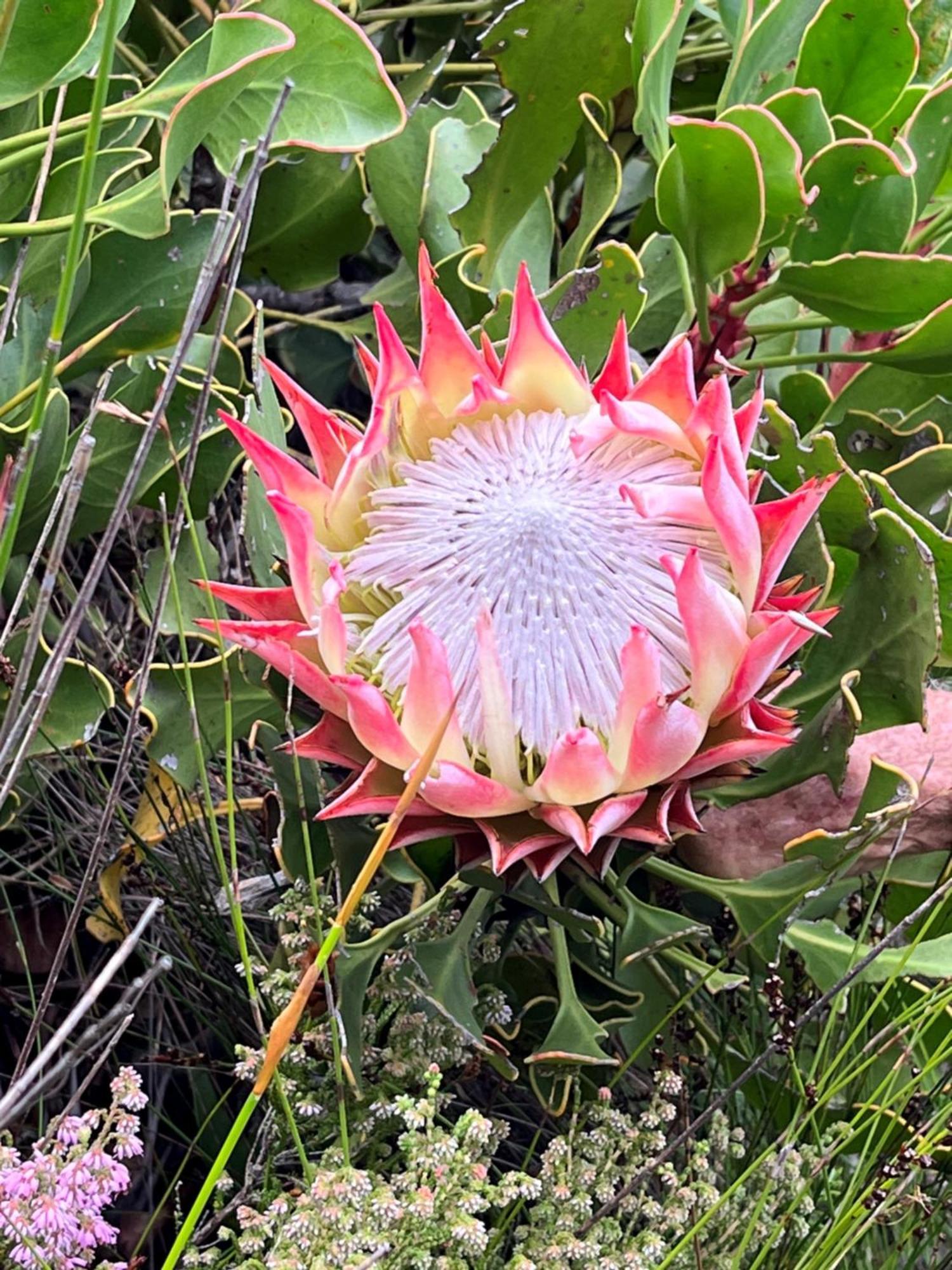Serenity Self-Catering 2-Bed Unit Hermanus Esterno foto